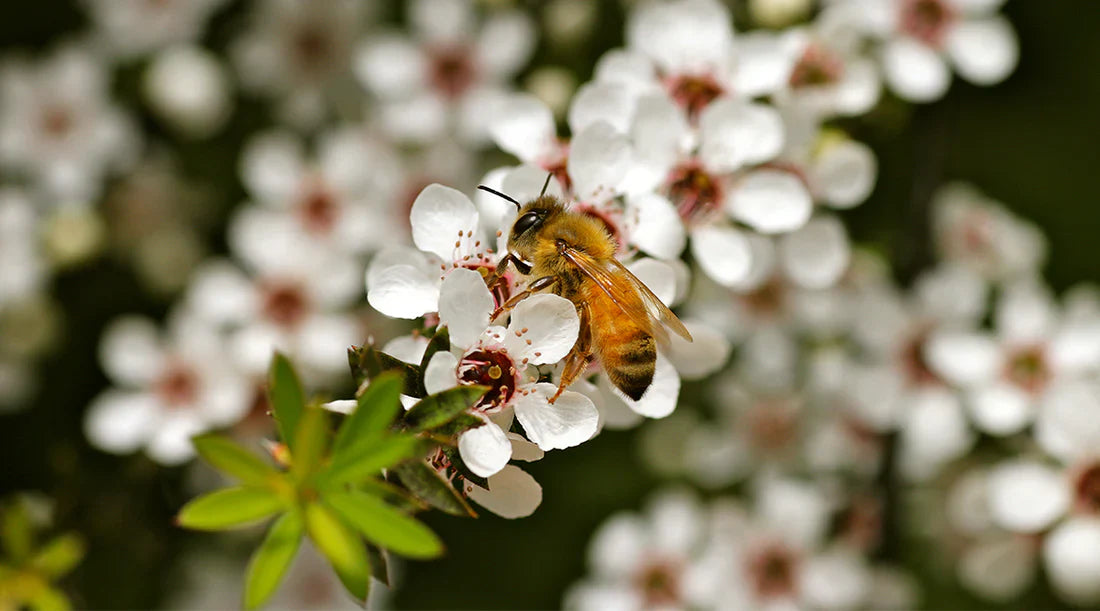 The True Honey Co.